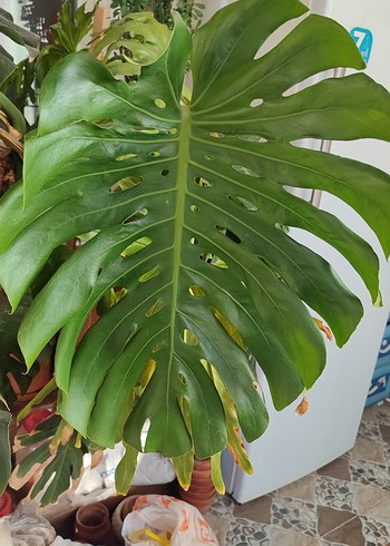 Monstera delicosa