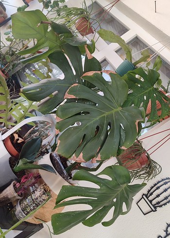 Beden yeşil Renk Monstera delicosa