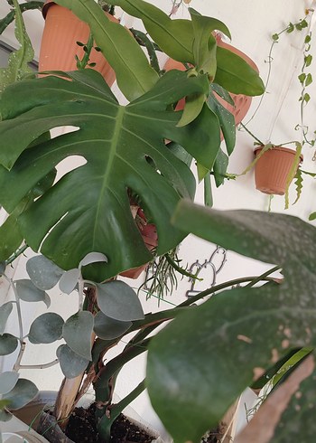 Çiçek Monstera delicosa