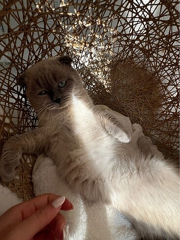Beden Renk KEDİ YATAĞI