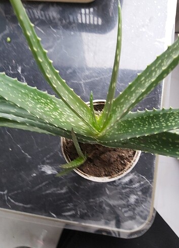#aloevera bitkisi