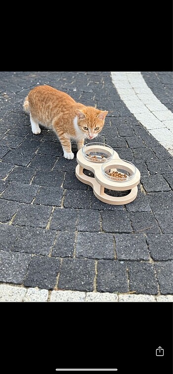 Kedi köpek mama ve su kabı