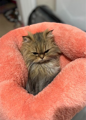 Gri Kedi Yatak ve Saklanma Alanı - Görsel 7