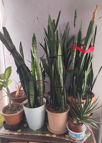 canlı çiçektir hepsi kılıçlar 150.200.diyerleri 100 den başliyo - Görsel 3