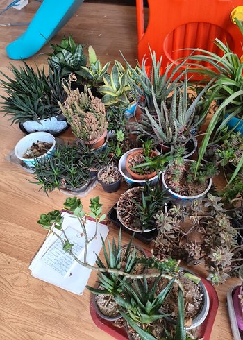 canlı çiçektir hepsi kılıçlar 150.200.diyerleri 100 den başliyo - Görsel 4