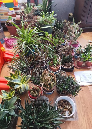 canlı çiçektir hepsi kılıçlar 150.200.diyerleri 100 den başliyo - Görsel 5