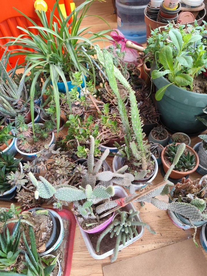 canlı çiçektir hepsi kılıçlar 150.200.diyerleri 100 den başliyo - Görsel 2