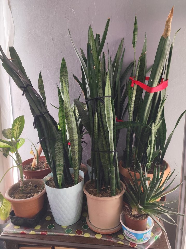 canlı çiçektir hepsi kılıçlar 150.200.diyerleri 100 den başliyo - Görsel 3