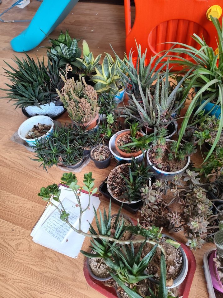 canlı çiçektir hepsi kılıçlar 150.200.diyerleri 100 den başliyo - Görsel 4