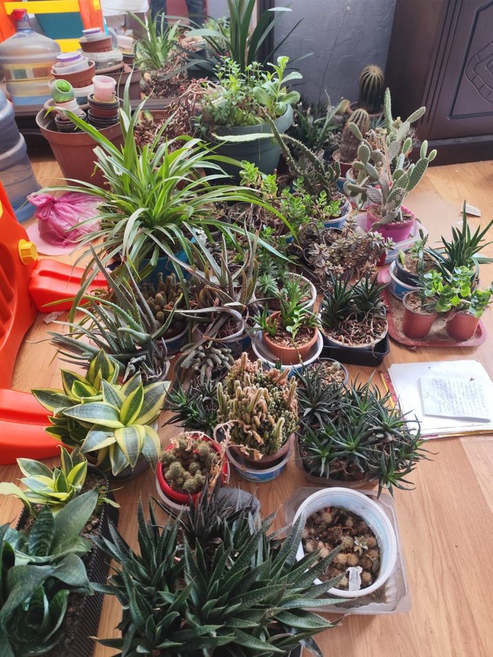 canlı çiçektir hepsi kılıçlar 150.200.diyerleri 100 den başliyo - Görsel 5