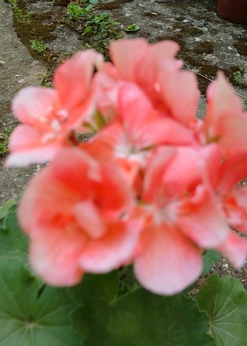 Farmasi Saksıda Pembe Sardunya Çiçeği