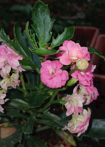 Pastel Pembe Blush Çiçeği kalanşo