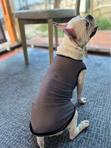 Kedi köpek atlet