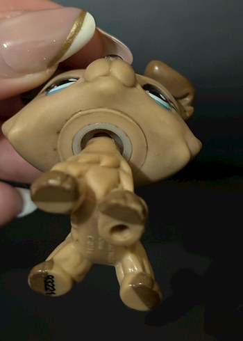  lps collie