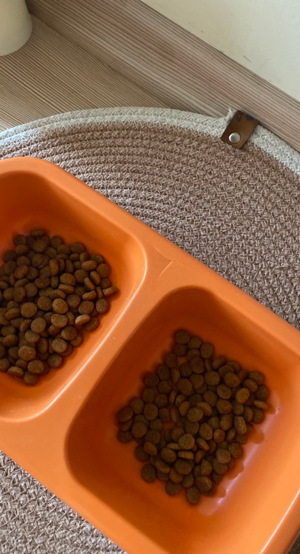 Çift Bölmeli Turuncu Kedi Maması Kabı - Görsel 2