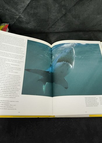 Cousteau'nun Büyük Beyaz Köpekbalığı Kitabı - Görsel 5