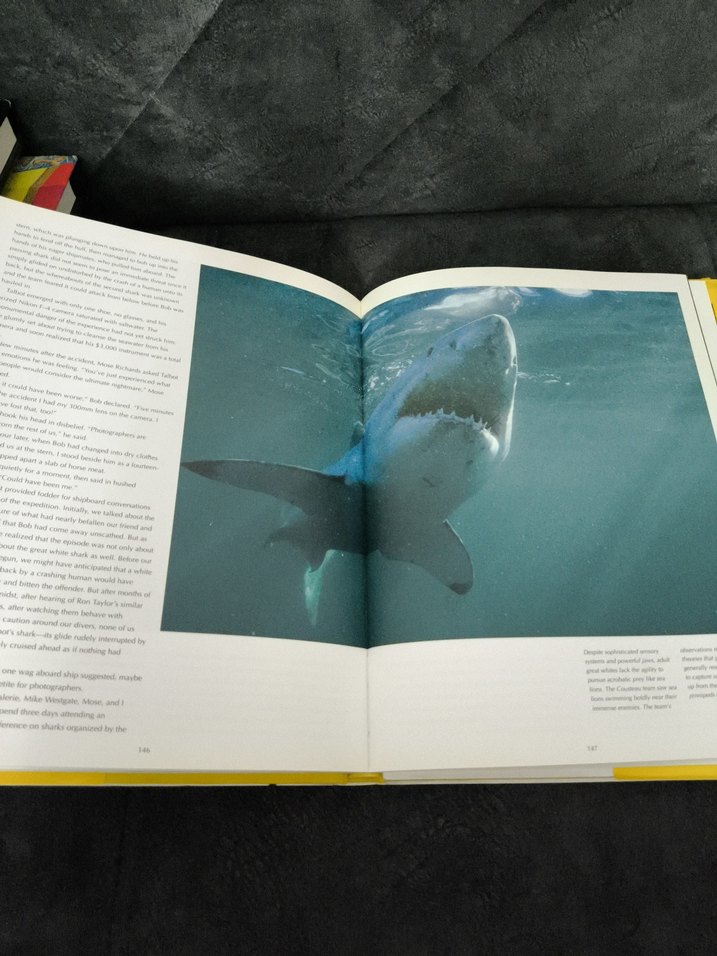 Cousteau'nun Büyük Beyaz Köpekbalığı Kitabı - Görsel 5