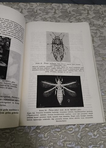 Bitki Virüs Hastalıkları - Genel Kısım - Görsel 8