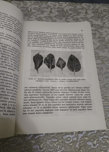Bitki Virüs Hastalıkları - Genel Kısım - Görsel 7