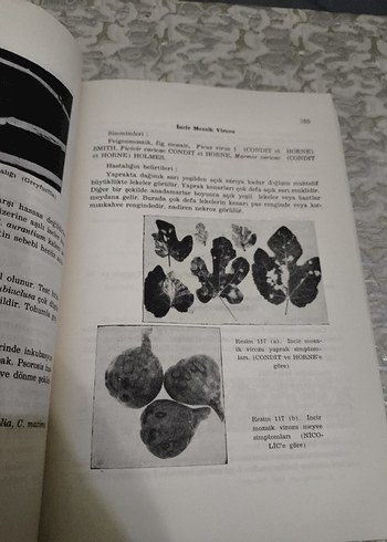 Bitki Virüs Hastalıkları Özel Kısım Kitabı - Görsel 7