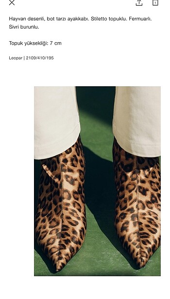 36 Beden Leopar bot