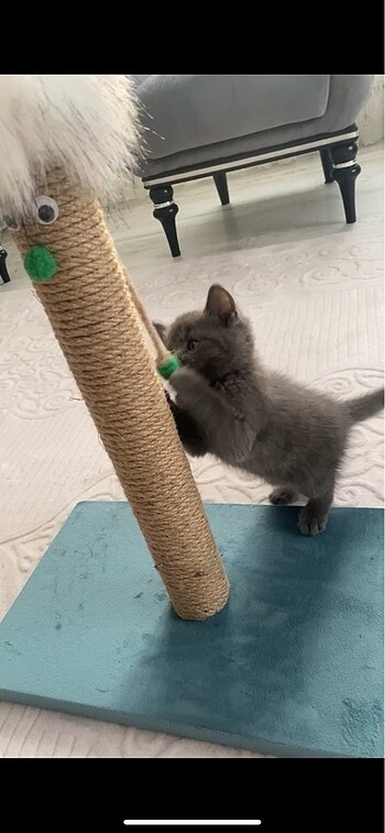 Kedi tırmalama tahtası