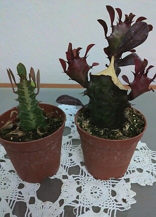 Mor renk yeşil renk süt ağacı çiçeği