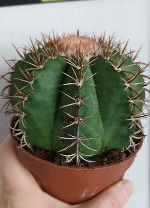 Kaktüs