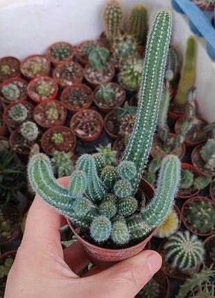 Kaktüs