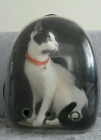 Kedi çantası