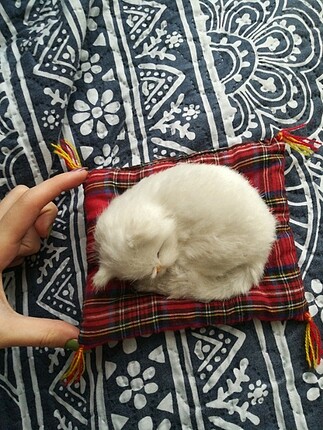  Beden beyaz Renk Minik uyuyan kedi 