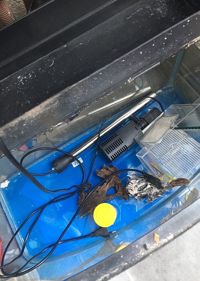 Akvaryum - Görsel 3