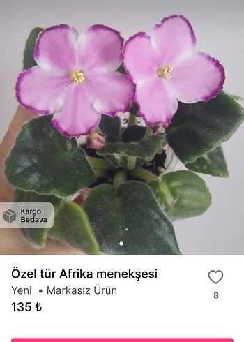 Diğer Beyaz Pudra Sardunya Çiçeği