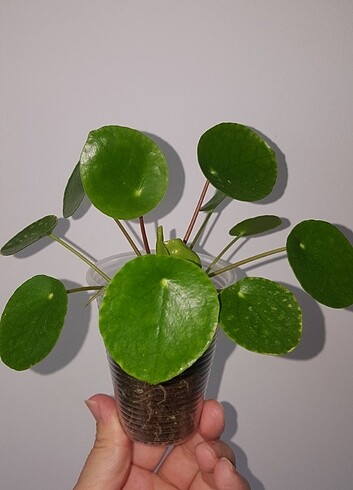 Pilea çin para çiçeği 