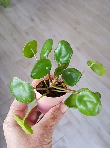 Pilea 