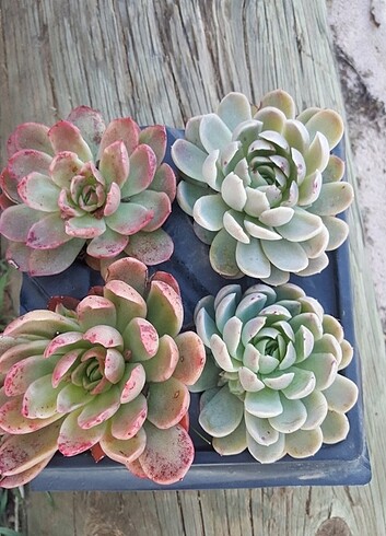 Echeveria gilva ve echeveria elegans 