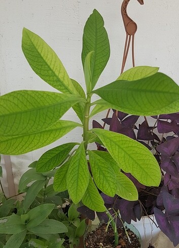 Euphorbia granti