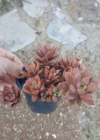 Grapto sedum 