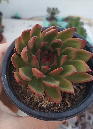 Beden Echeveria sukulent