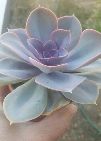 Evheveria perle