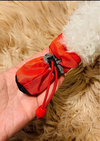  Beden Köpek ayakkabısı