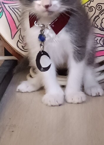 Tasarımcı Ay'lı Taşlı Kedi, Köpek Tasması