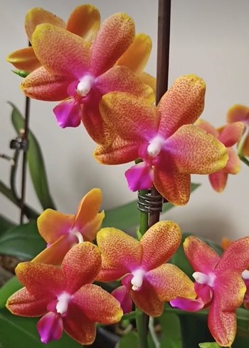 phalaenopsis Bronze Buddha