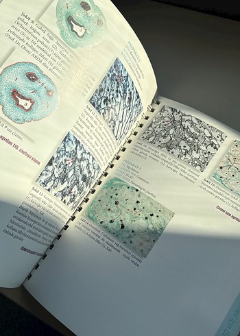 Tıbbi Histoloji-Embriyoloji Uygulama Kılavuzu - Görsel 3