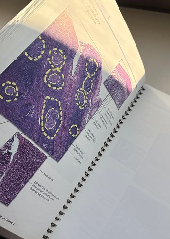 Tıbbi Histoloji-Embriyoloji Uygulama Kılavuzu - Görsel 5