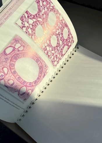 Tıbbi Histoloji-Embriyoloji Uygulama Kılavuzu - Görsel 4