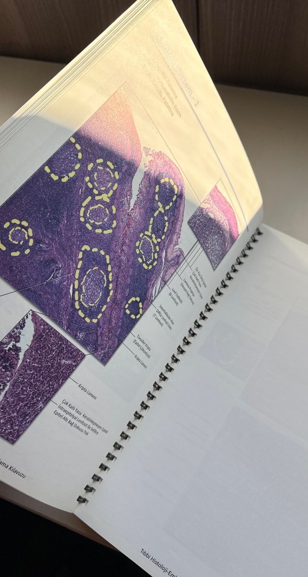 Tıbbi Histoloji-Embriyoloji Uygulama Kılavuzu - Görsel 5