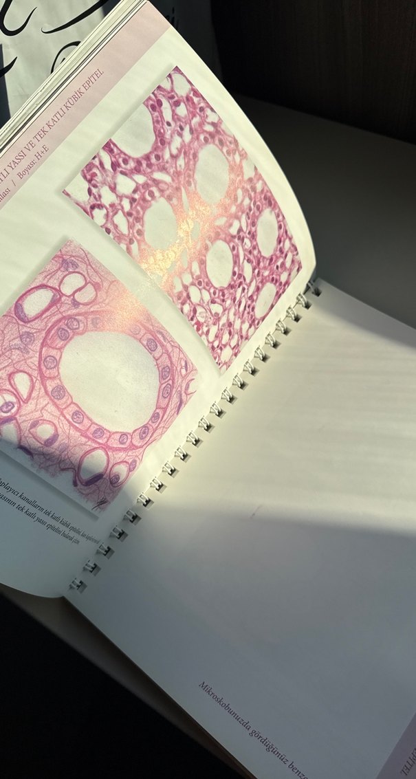 Tıbbi Histoloji-Embriyoloji Uygulama Kılavuzu - Görsel 4