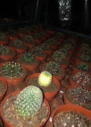 Gymnocalycium 