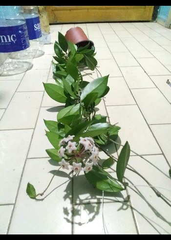 hoya mum çiçeği